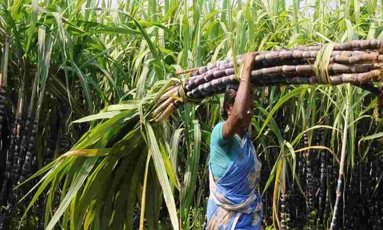 கரும்புக்கு சிறப்பு ஊக்கத் தொகையாக டன்னுக்கு ரூ.195 கூடுதலாக வழங்கப்படும்